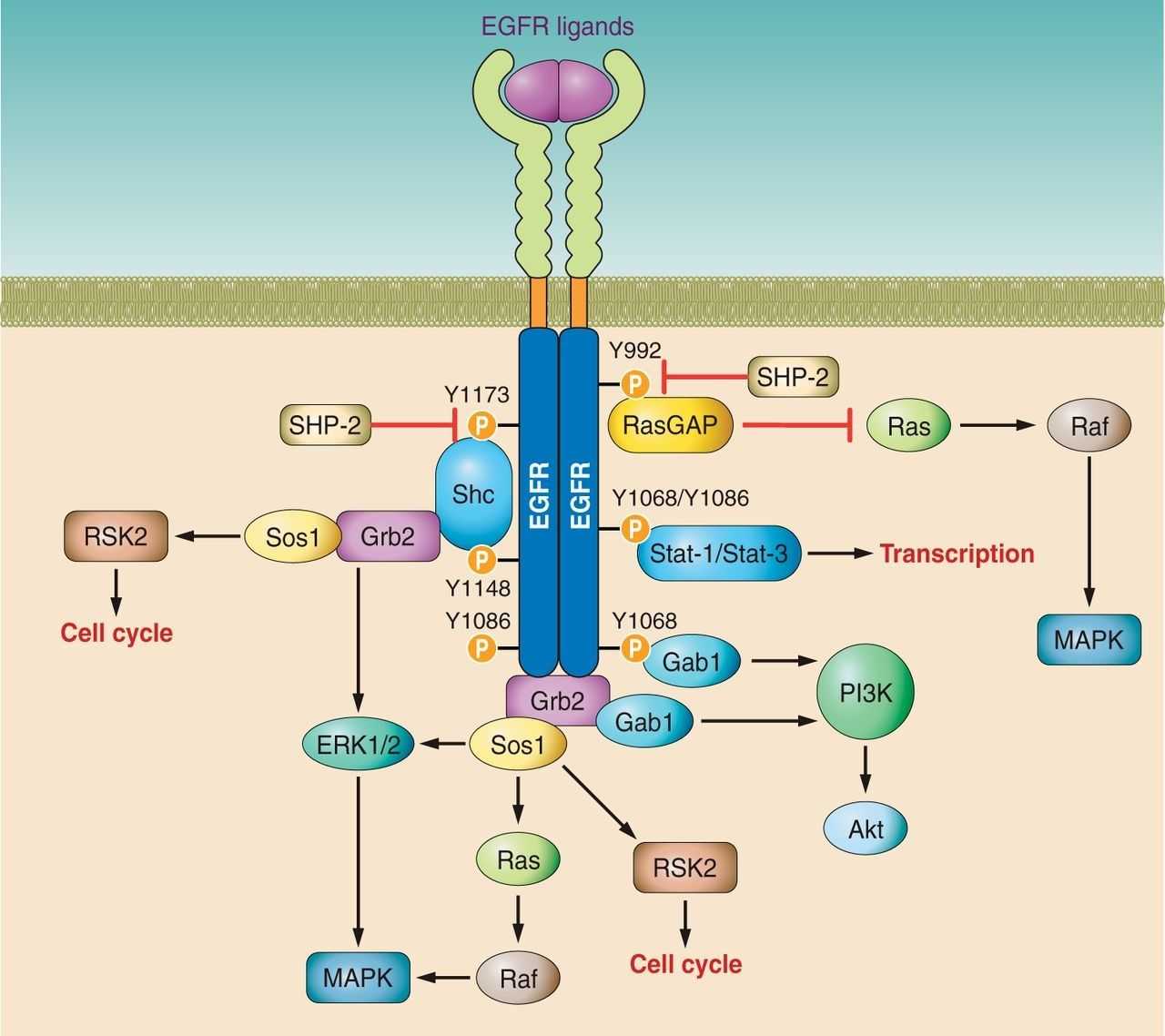 Potential EGFR signaling pathways activated by ligand binding.