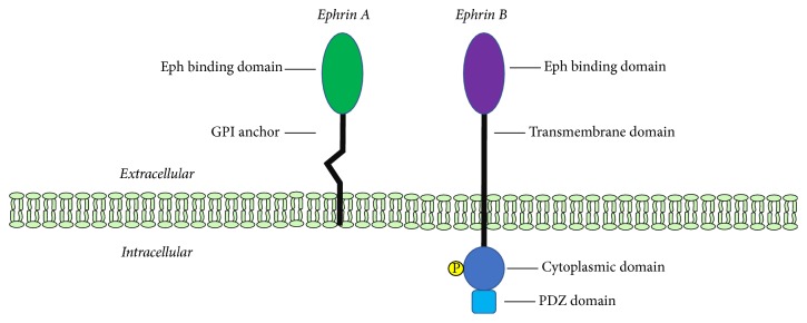 Structure of ephrin ligands. 