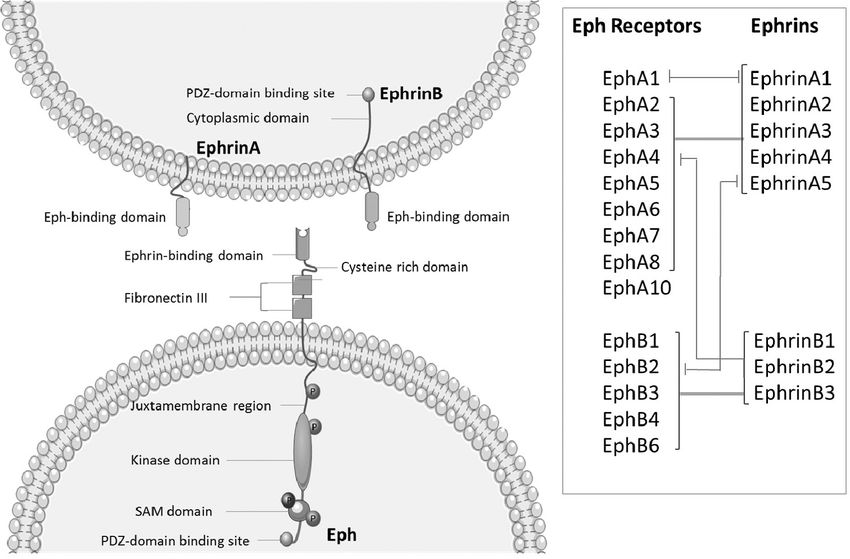 Eph receptors and ephrin ligands.