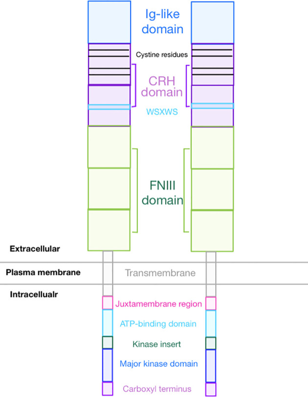 Overall GCSFR Structure.