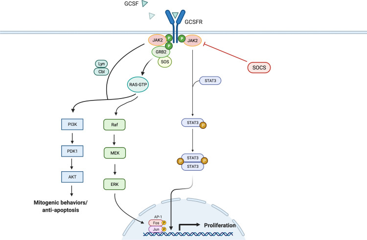 General Overview of GCSFR Signal Pathways.