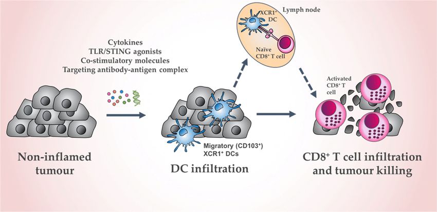 Schematic of in vivo XCR1 + DC activation to induce tumor cell death.