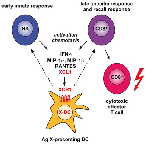Involvement of the XCL1–XCR1 communication axis in the innate and adaptive cytotoxic responses to cross-presented microbial and tumor antigens.
