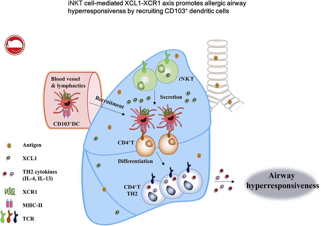 iNKT cell–mediated XCL1-XCR1 axis promotes AHR by recruiting CD103+ DCs into the lung in patients with allergic asthma.
