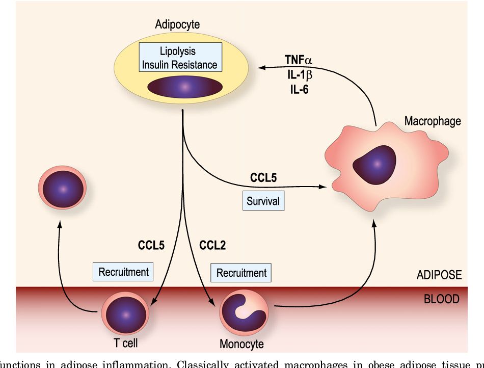 CC chemokine functions in adipose inflammation.