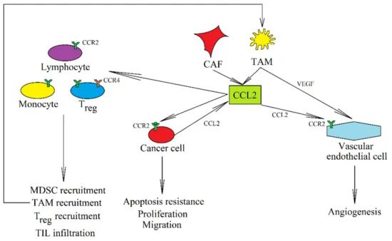 The role of CCL2 in caner.