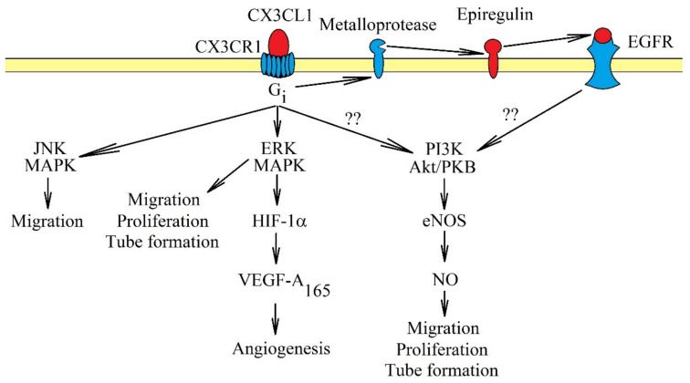 Intracellular signaling in endothelial cells in the induction of angiogenesis by CX3CL1.