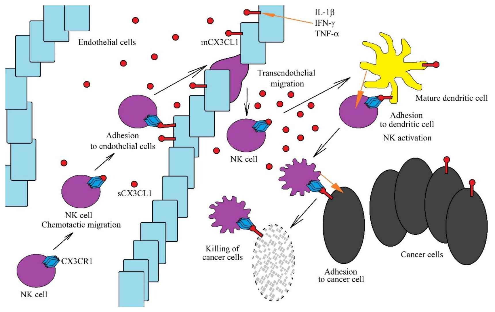 Role of the CX3CL1-CX3CR1 axis in anti-cancer NK cells functions.