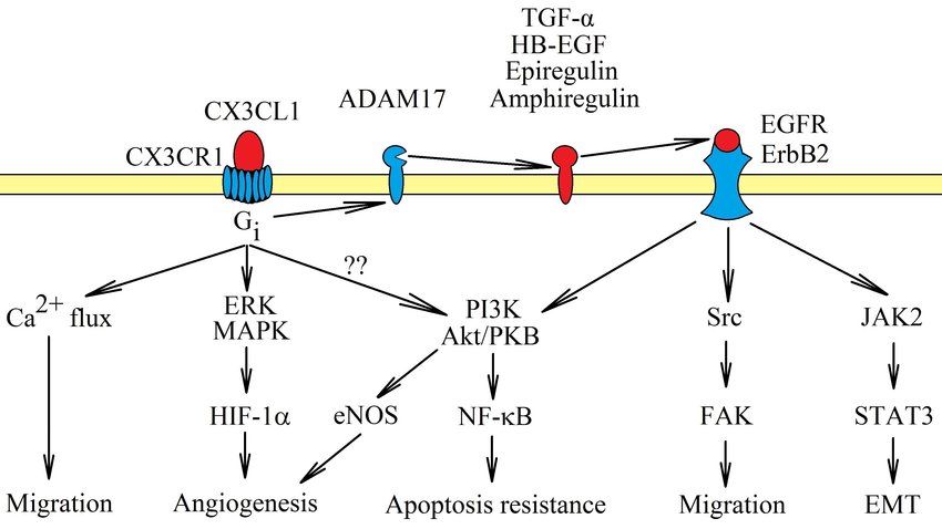 Signal transduction from CX3C chemokine receptor 1 (CX3CR1).