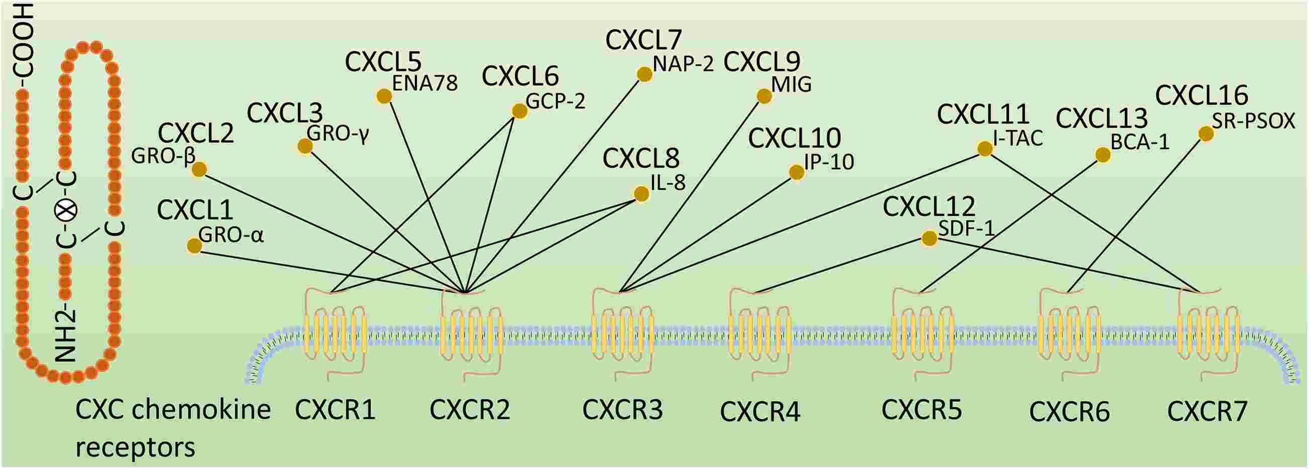 Classification of CXC chemokine receptors.