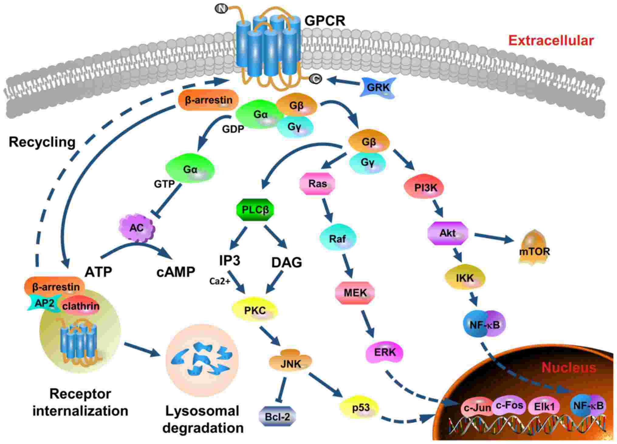 Structure, major signaling cascades and receptor recycling of CXCR2.