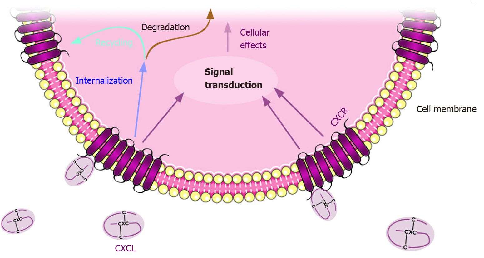 CXCL and CXCR regulatory mechanisms.