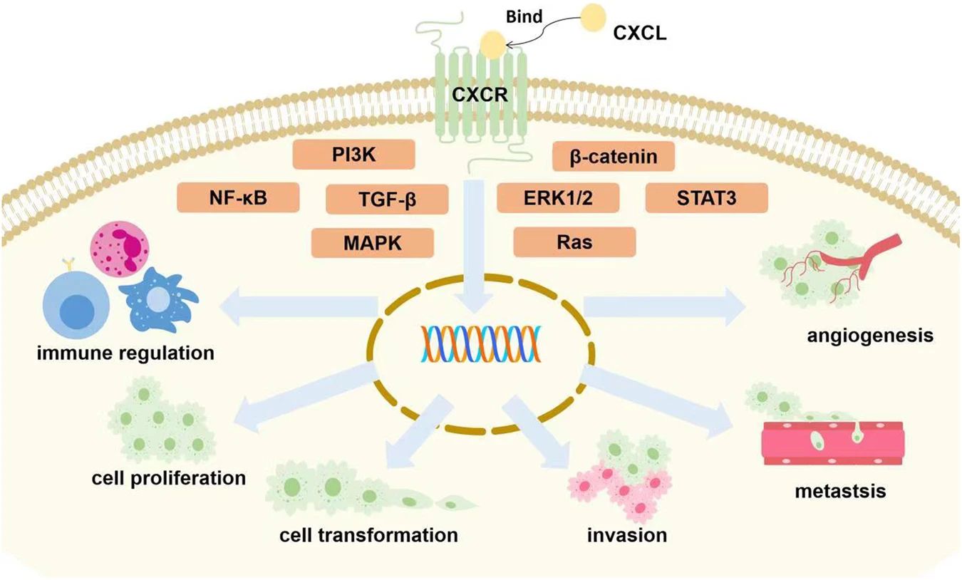 Majority of CXCL chemokines binding to corresponding receptors are involved in tumor growth via the activation of different signaling pathways (STAT3, NF-κB, Ras, MAPK, PI3K, TGF-β, β-catenin, ERK1/2).