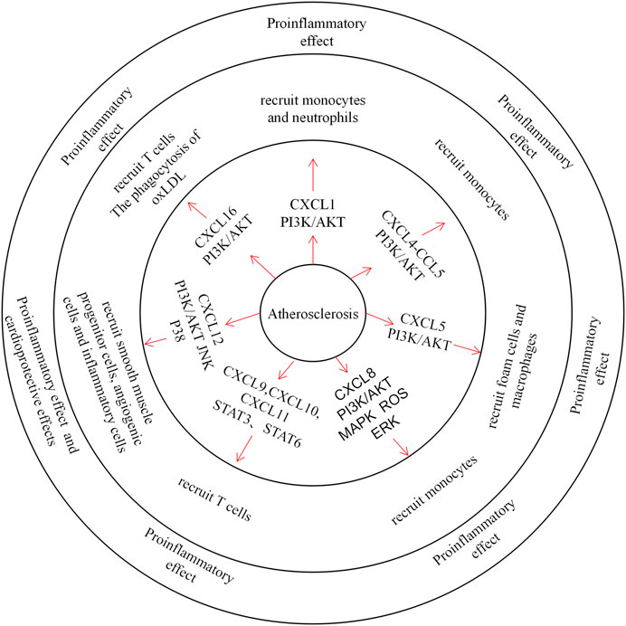 The role of CXC Chemokines in atherosclerosis.