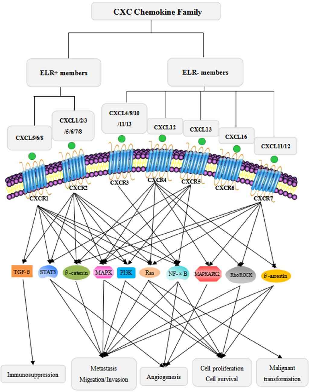 Classification of the CXC chemokine family and the major signaling pathways of CXC chemokines in cancer progression.