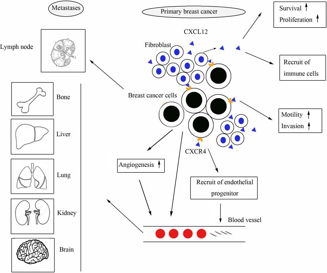 The role of CXCL12/CXCR4 in breast cancer.