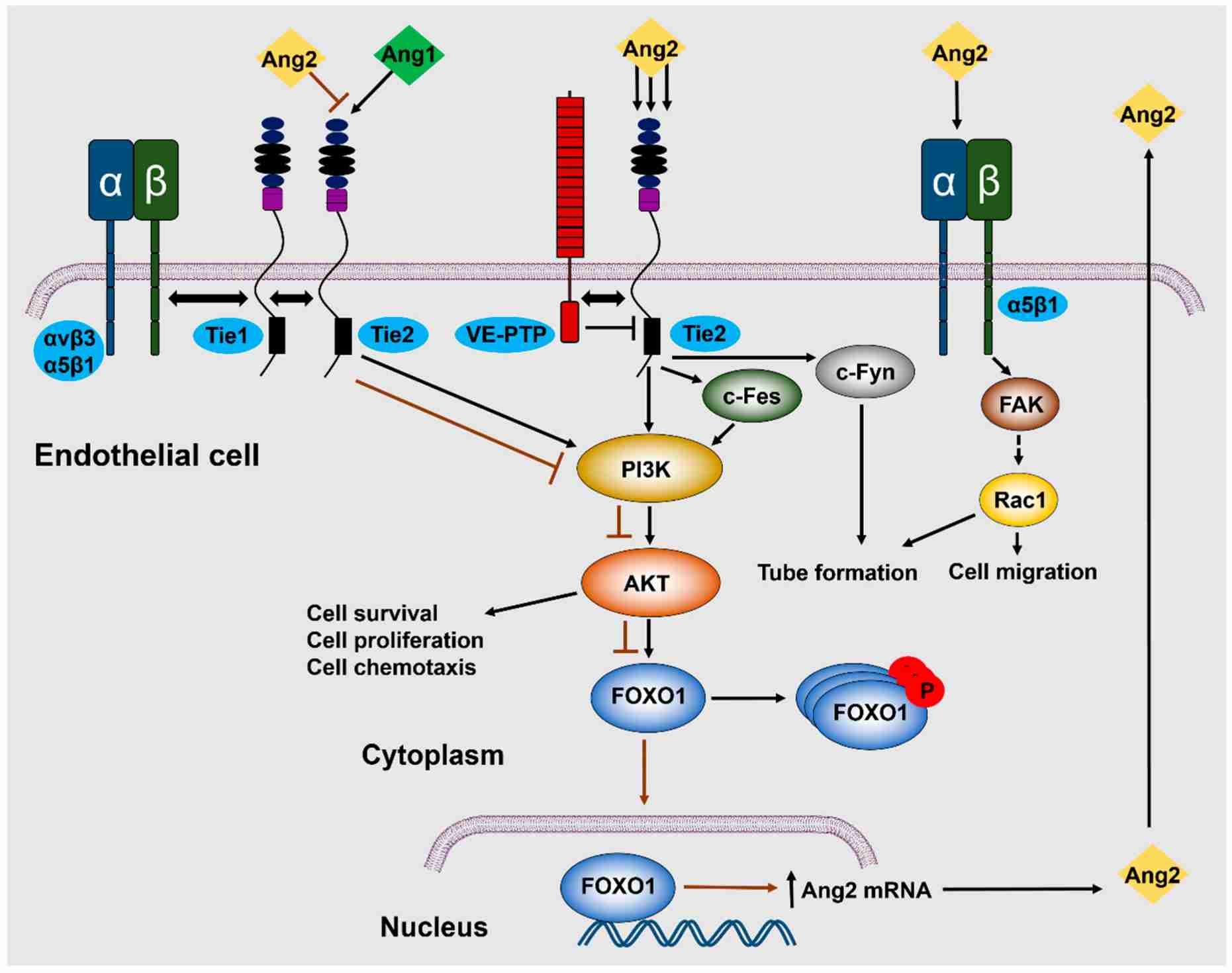 Illustration of the main signaling pathways activated upon Ang2 binding to endothelial cells.