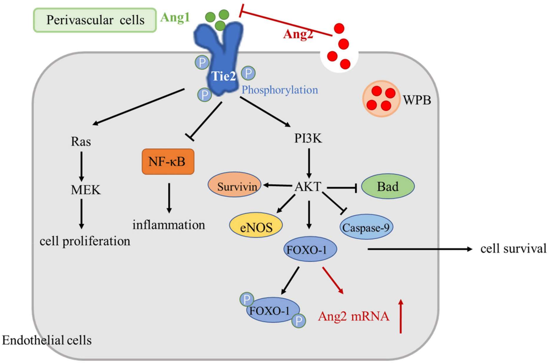 Angiopoietin signaling pathway