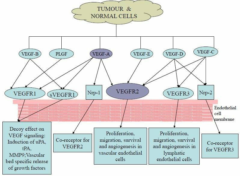 Types of VEGF, Receptors & their binding interactions.