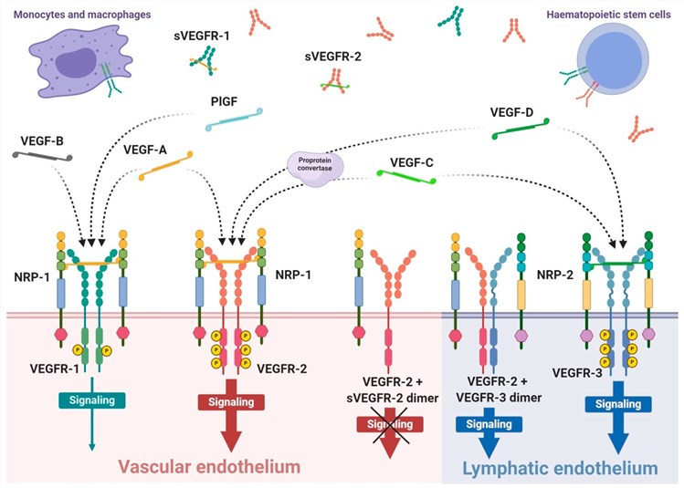 Scheme of expression of VEGF receptors and specificity of VEGF ligands.