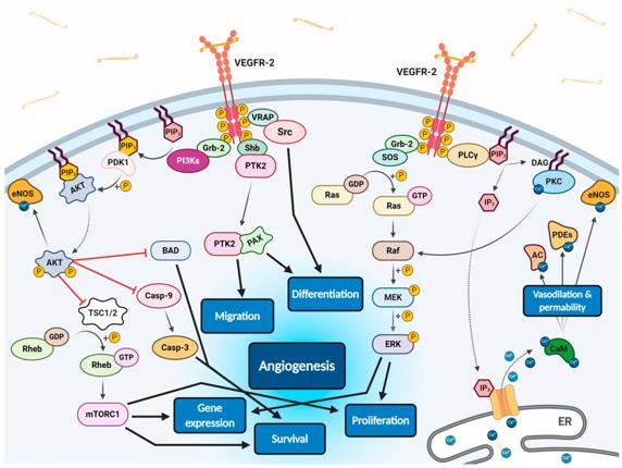 Scheme of endothelial signal transduction of VEGF-VEGFR-2 ligand-receptor molecular complex.