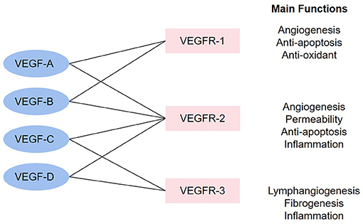 The combinations in the VEGF family and main functions. 