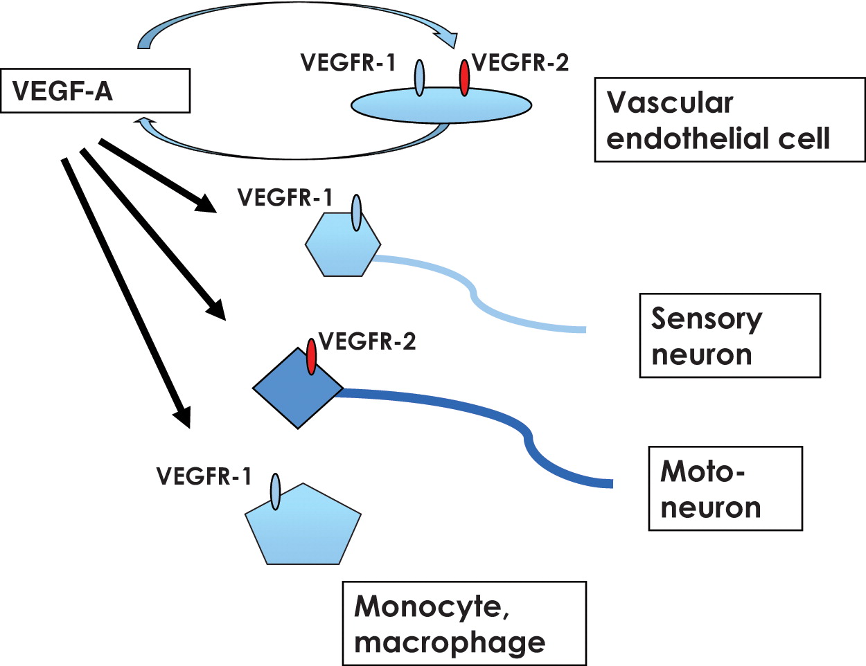 A pro-angiogenic therapy using the VEGF-VEGFR system