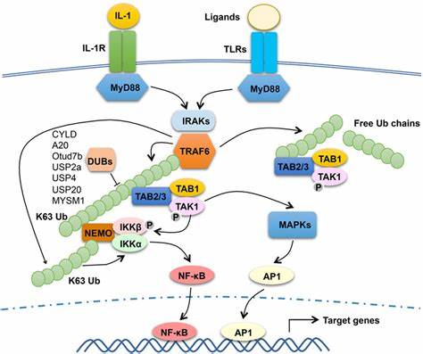 The function and regulation of tumor necrosis factor receptor-associated factor (TRAF)6 in MyD88 signaling pathway.