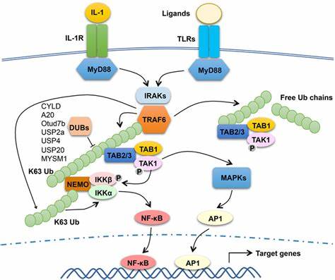 The function and regulation of tumor necrosis factor receptor-associated factor (TRAF)6 in MyD88 signaling pathway.