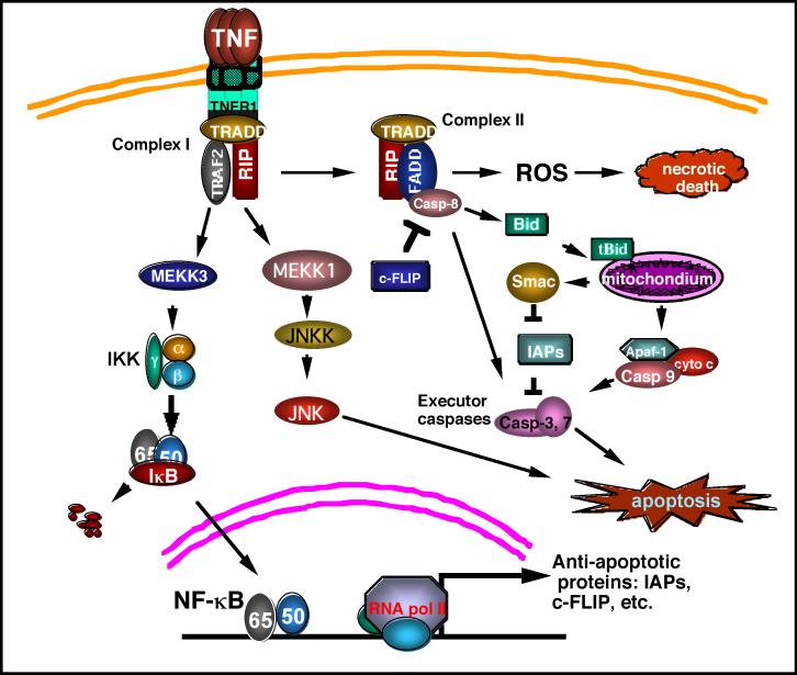 TNFR1 mediated signaling pathways.