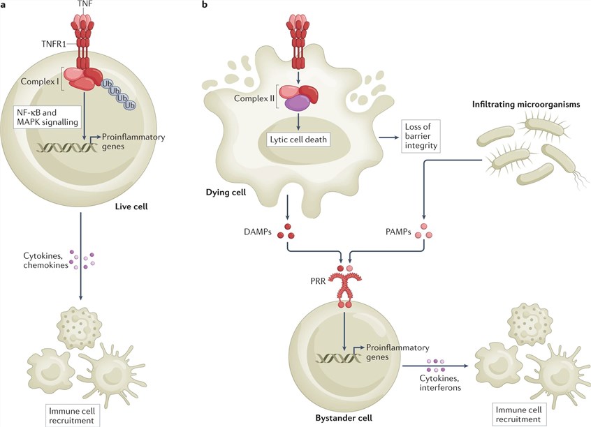 Inflammatory signalling by TNFR1.