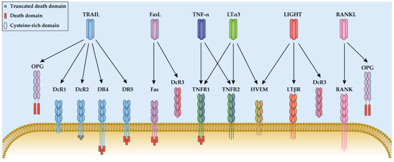 Interactions between multi-receptor TNF superfamily ligands and their receptors. 
