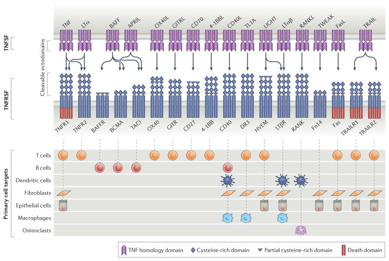 Select members of the TNF and TNFR superfamily implicated in rheumatic diseases.