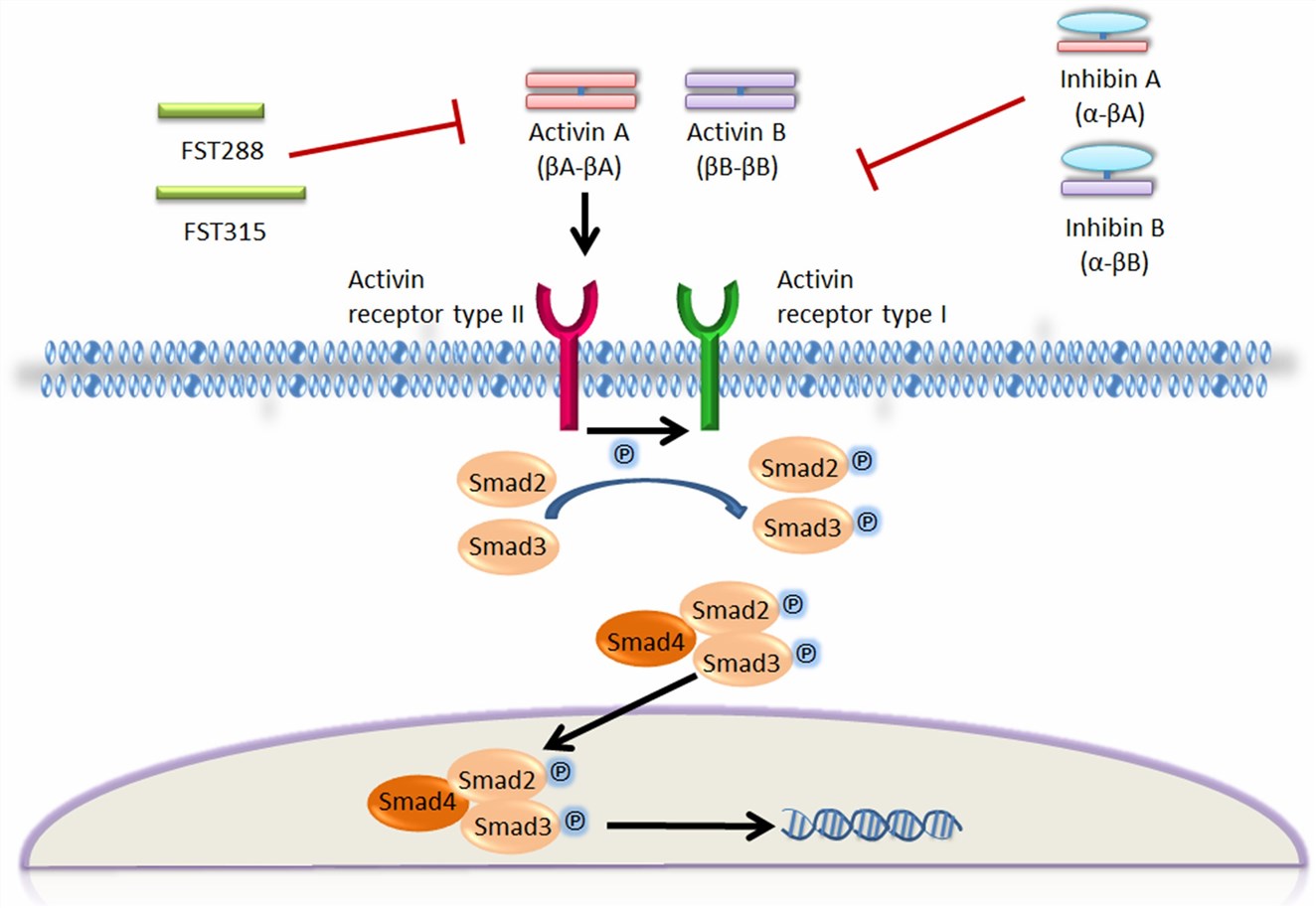 The activin signalling pathway.