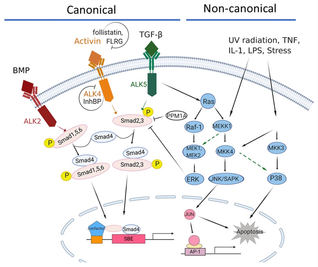 The activin/TGFβ signaling network in pancreatic cancer.