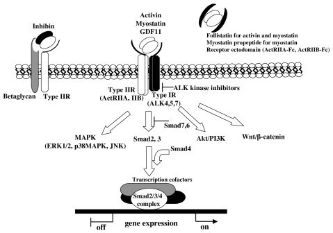 Signal transduction through activin receptors.