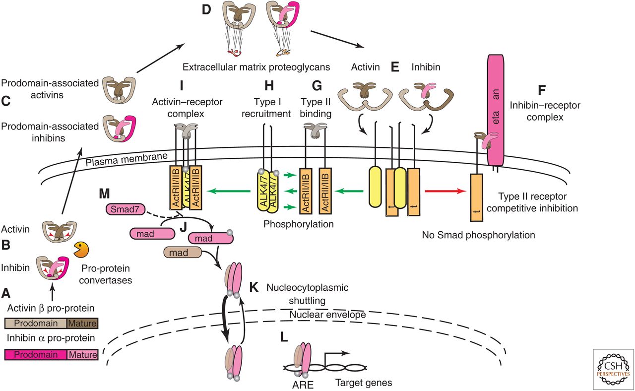 Activin and inhibin processing and signaling.
