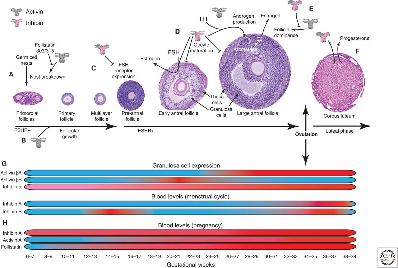 Activins and inhibins in ovarian folliculogenesis and pregnancy.