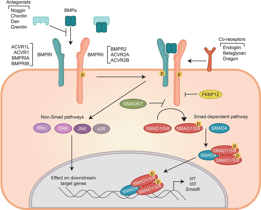 BMPR signaling.