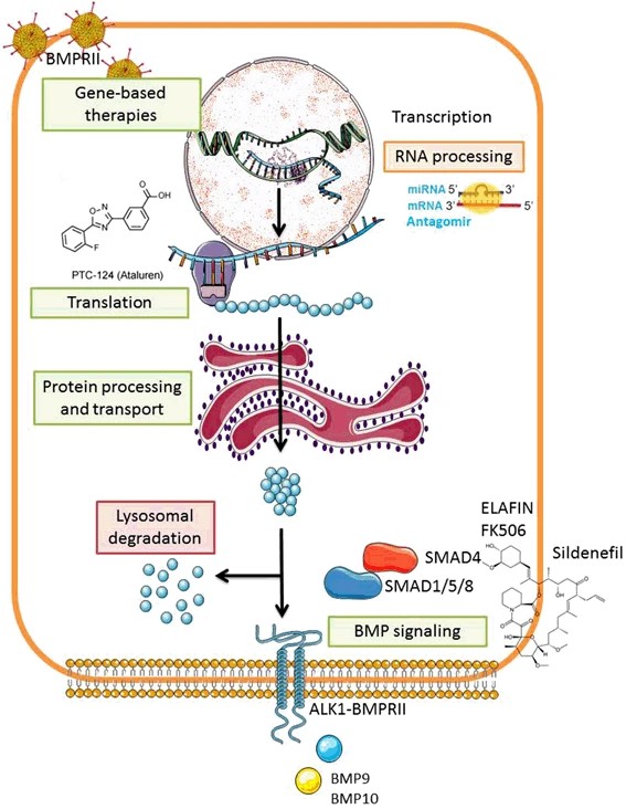 Rescuing the BMPRII signaling pathway in pulmonary arterial hypertension. 