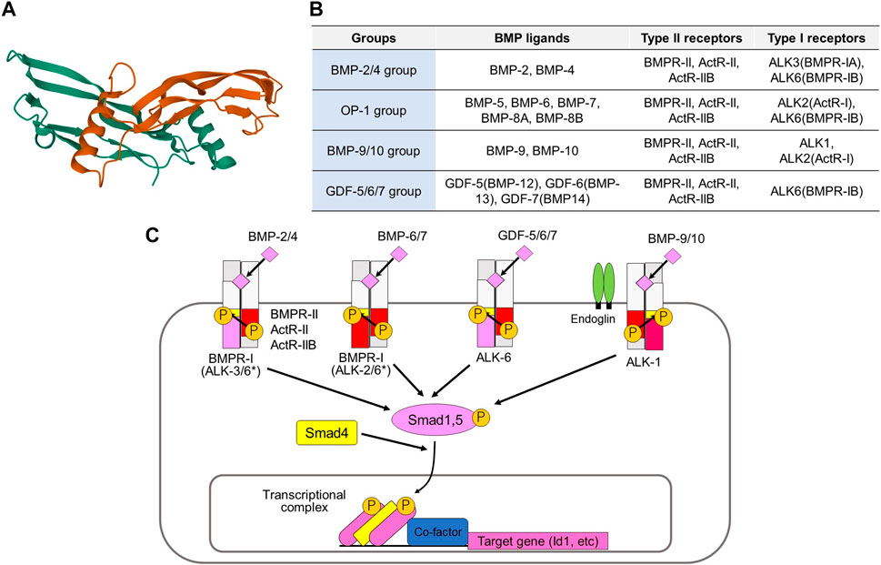 Activation of BMP signaling pathways by various BMP ligands and type II and type I receptors. 
