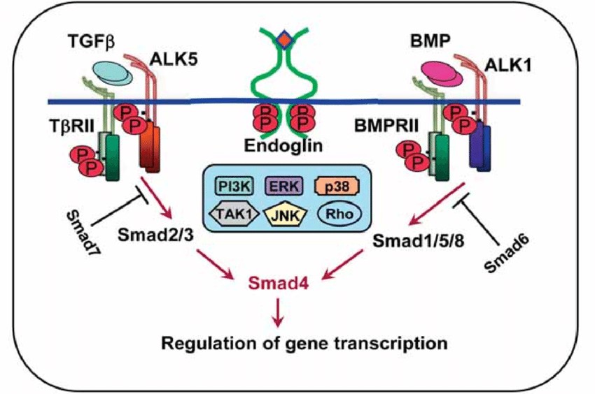 TGF-beta family signalling pathways.