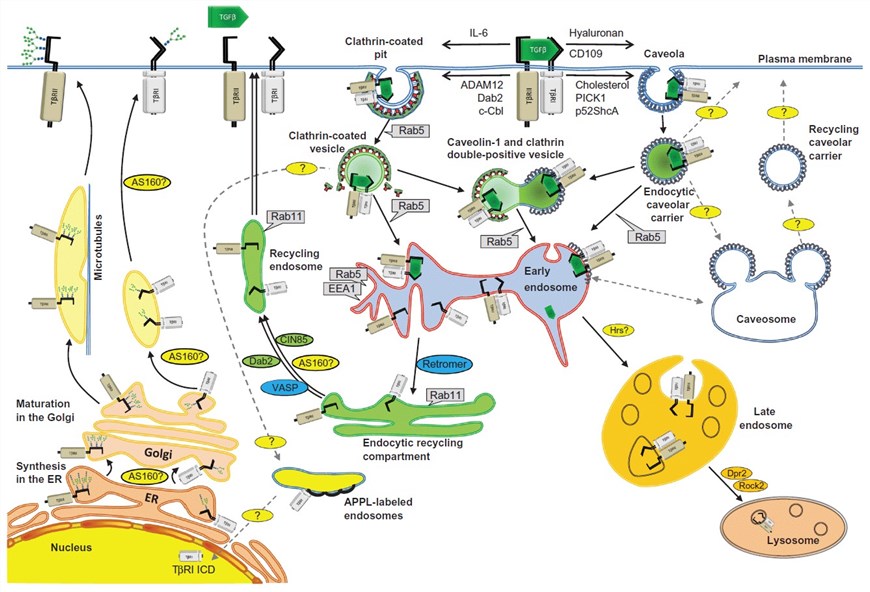 Intracellular trafficking of TGFβ receptors.