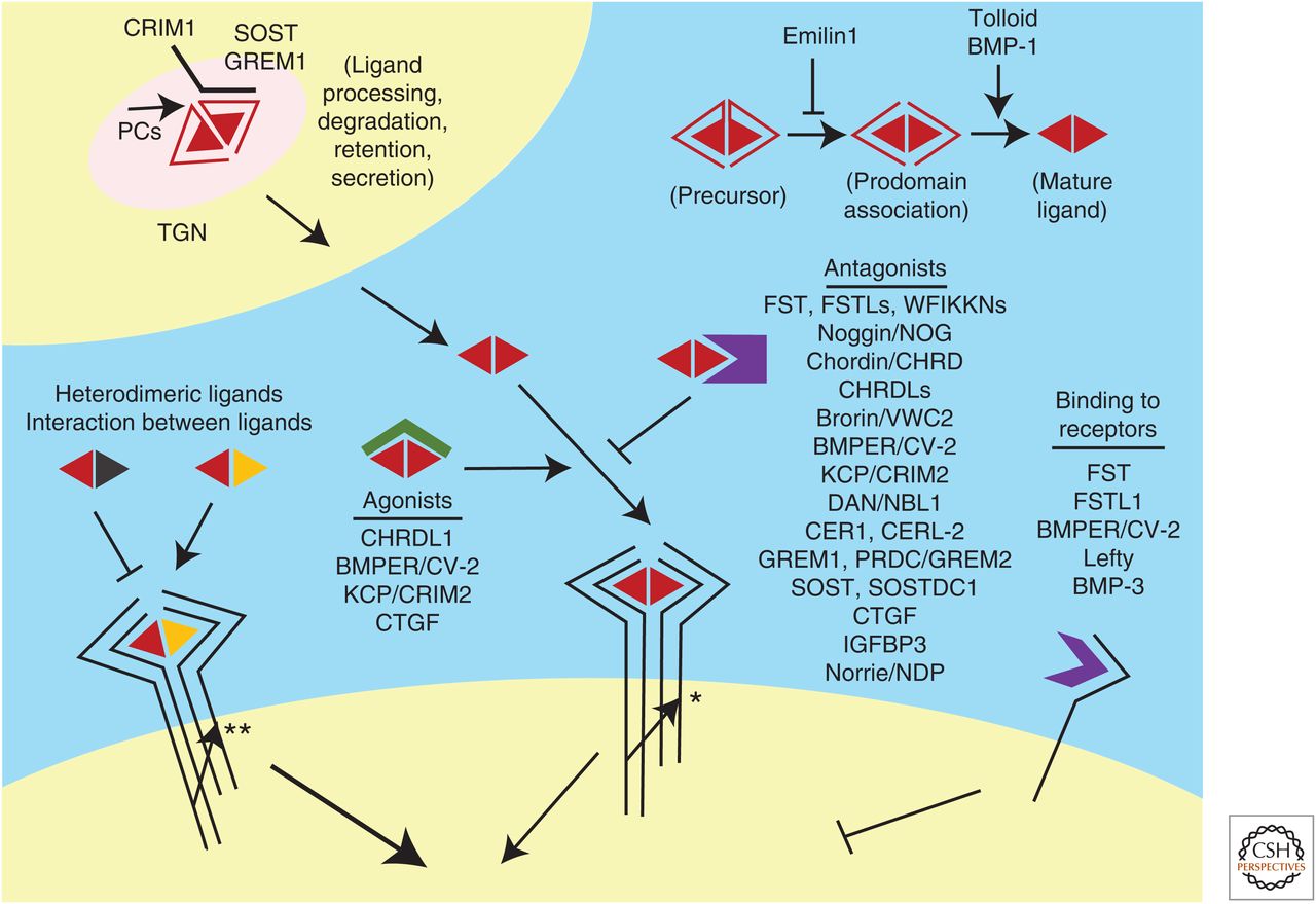 Regulation of transforming growth factor β (TGF-β) family signals by extracellular agonists and antagonists.