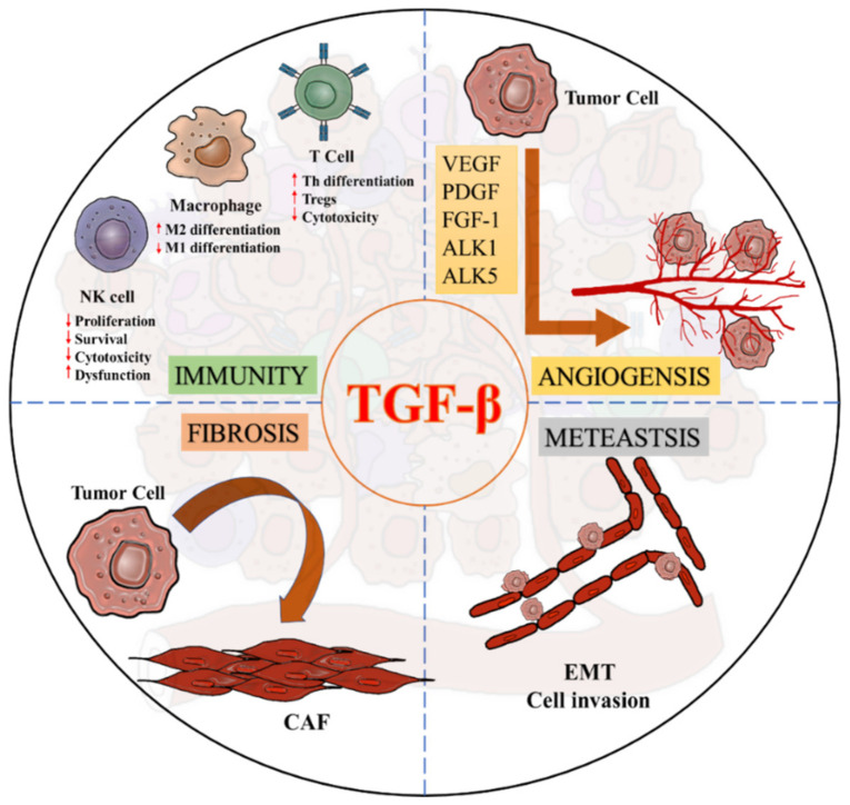 Diverse roles of TGF-β signaling in a pro-tumoral TME. 