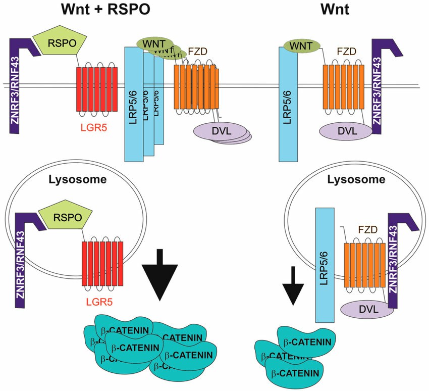 Enhancement of Wnt signalling by R-spondin (RSPO) ligands. 