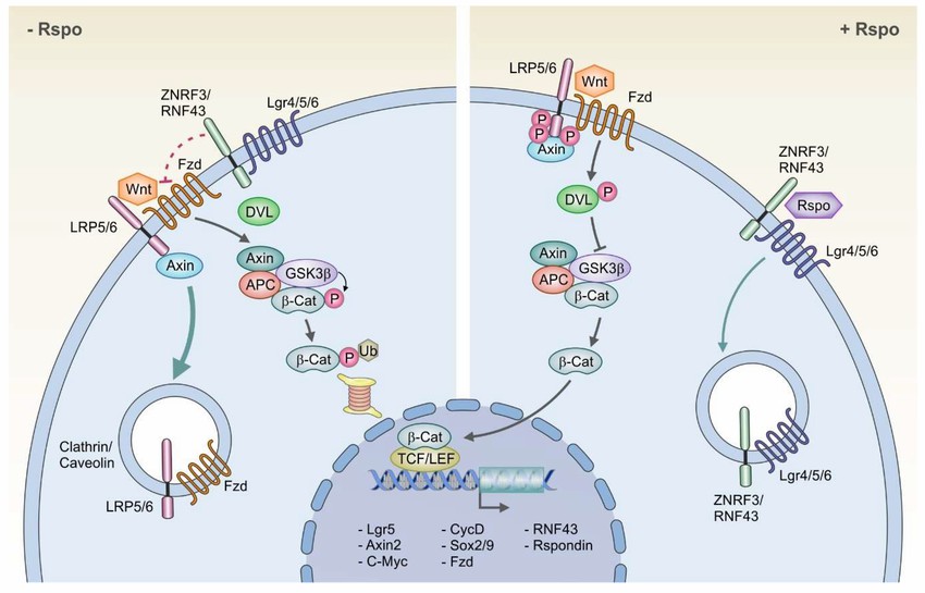 The Wnt and R-spondin signaling pathway.