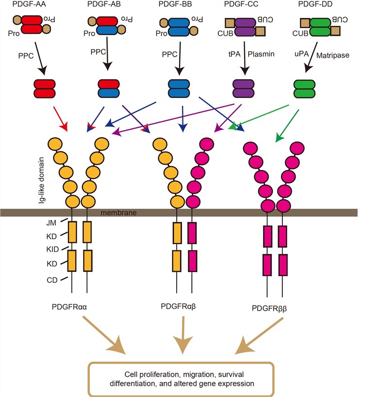The signaling pathway of PDGF and PDGFR. 