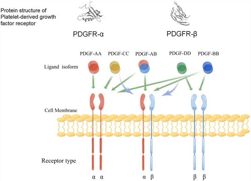 A schematic diagram of the specific binding of PDGF ligand to the receptors, and the structure of its receptors.