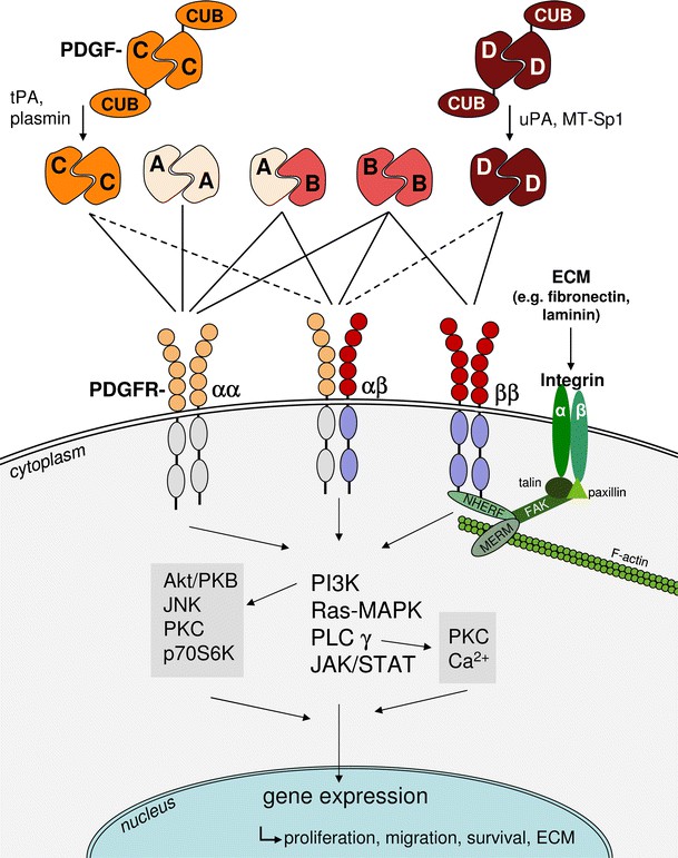 Simplified scheme of the main molecules involved in PDGF–PDGFR interactions. 